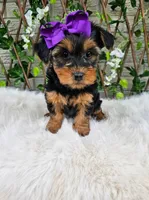 Layla, a female Yorkshire Terrier for sale in Indianapolis, IN – 6 of 6