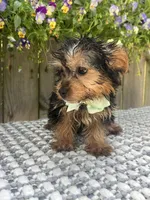 Peanut, a male Yorkshire Terrier for sale in Indianapolis, IN – 5 of 6