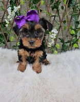 Layla, a female Yorkshire Terrier for sale in Indianapolis, IN – 3 of 6