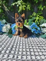 Teacup Zeeke, a male Yorkshire Terrier for sale in Indianapolis, IN – 7 of 8
