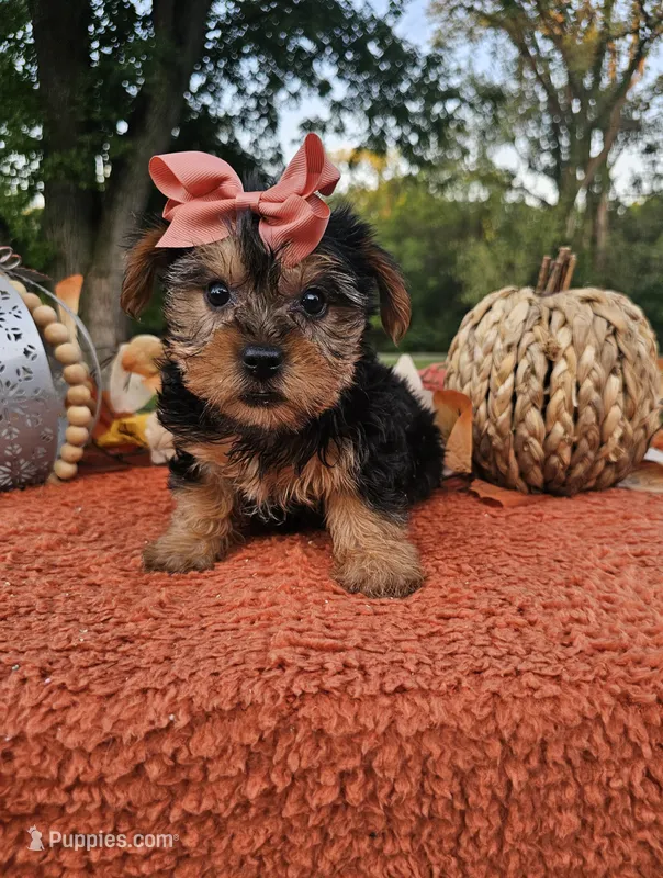 Vivian – Yorkshire Terrier puppy for sale in Indianapolis, IN