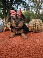 Vivian, a female Yorkshire Terrier for sale in Indianapolis, IN – 1 of 6
