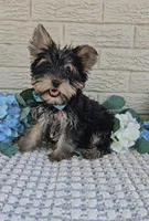 Yogi, a male Yorkshire Terrier for sale in Indianapolis, IN – 8 of 8