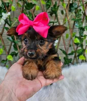Tiny Tilly, a female Yorkshire Terrier for sale in Indianapolis, IN – 2 of 4