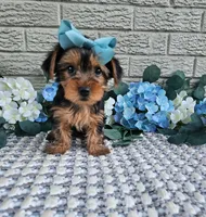 Little Lola, a female Yorkshire Terrier for sale in Indianapolis, IN – 2 of 9