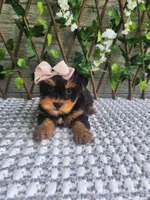 Pippy, a female Yorkshire Terrier and Morkie for sale in Indianapolis, IN – 3 of 7