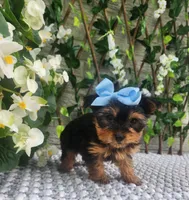 Little Kiwi, a female Yorkshire Terrier and Morkie for sale in Indianapolis, IN – 7 of 9