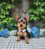Peanut, a male Yorkshire Terrier for sale in Indianapolis, IN – 2 of 5