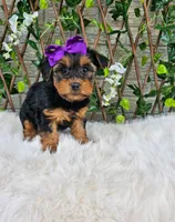 Layla, a female Yorkshire Terrier for sale in Indianapolis, IN – 2 of 6