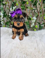 Layla, a female Yorkshire Terrier for sale in Indianapolis, IN – 5 of 6