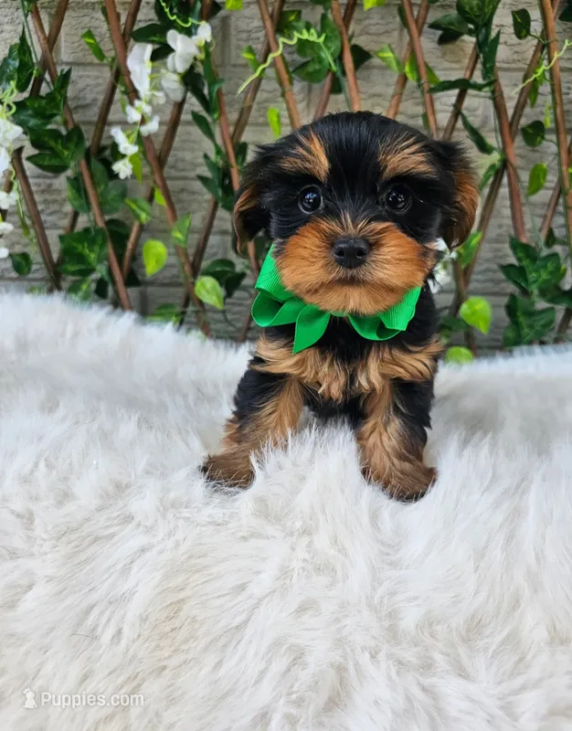 Peanut – Yorkshire Terrier puppy for sale in Indianapolis, IN