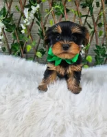 Peanut, a male Yorkshire Terrier for sale in Indianapolis, IN – 1 of 1