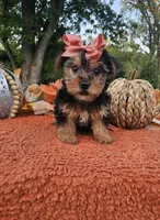 Vivian, a female Yorkshire Terrier for sale in Indianapolis, IN – 2 of 6