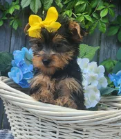  Lexie, a female Yorkshire Terrier for sale in Indianapolis, IN – 5 of 6