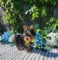 Teacup Zeeke, a male Yorkshire Terrier for sale in Indianapolis, IN – 2 of 8