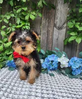 Tiny  Timmy, a male Yorkshire Terrier for sale in Indianapolis, IN – 8 of 9