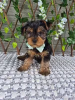 Bastian, a male Yorkshire Terrier for sale in Indianapolis, IN – 1 of 1