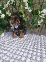 Neeko, a male Yorkshire Terrier and Morkie for sale in Indianapolis, IN – 4 of 10
