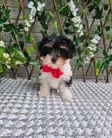 Milo, a male Yorkshire Terrier for sale in Indianapolis, IN – 4 of 5