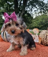 Piper, a female Yorkshire Terrier for sale in Indianapolis, IN – 3 of 7