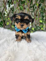 Tiny Tucker, a male Yorkshire Terrier for sale in Indianapolis, IN – 4 of 5