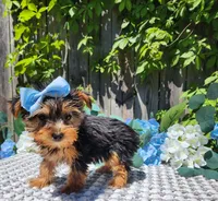 Little Kiki, a female Yorkshire Terrier for sale in Indianapolis, IN – 4 of 5