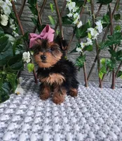 Bitsy, a female Yorkshire Terrier for sale in Indianapolis, IN – 3 of 4