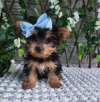 Kiki, a female Yorkshire Terrier for sale in Indianapolis, IN – 3 of 7