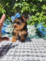 Little Kiki, a female Yorkshire Terrier for sale in Indianapolis, IN – 2 of 5