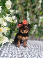 Little Lola, a female Yorkshire Terrier and Morkie for sale in Indianapolis, IN – 3 of 10