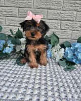 Piper , a female Yorkshire Terrier for sale in Indianapolis, IN – 4 of 5
