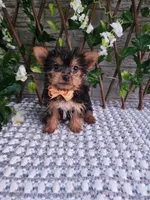Bastian, a male Yorkshire Terrier for sale in Indianapolis, IN – 2 of 6
