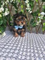 Neeko, a male Yorkshire Terrier and Morkie for sale in Indianapolis, IN – 9 of 10