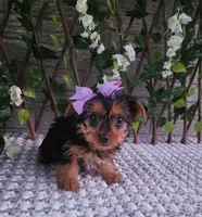  Sadie, a female Yorkshire Terrier for sale in Indianapolis, IN – 5 of 6