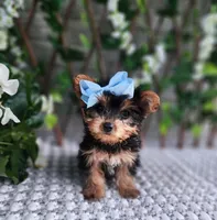 Kiki, a female Yorkshire Terrier for sale in Indianapolis, IN – 7 of 7