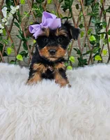 Violet, a female Yorkshire Terrier for sale in Indianapolis, IN – 4 of 7