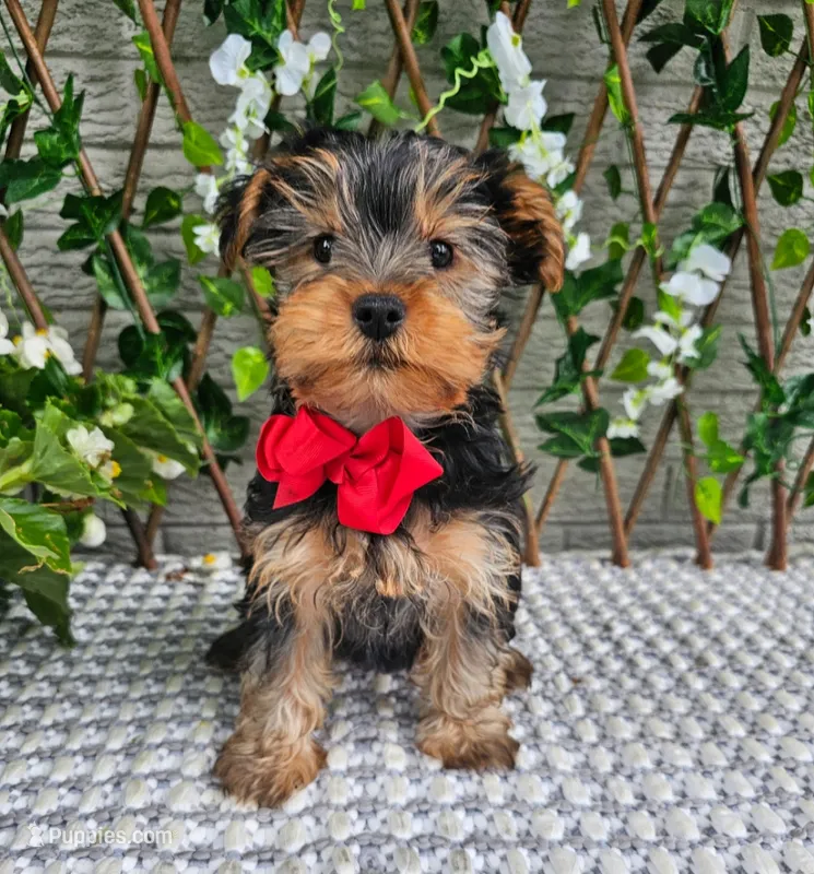 Theo – Yorkshire Terrier puppy for sale in Indianapolis, IN