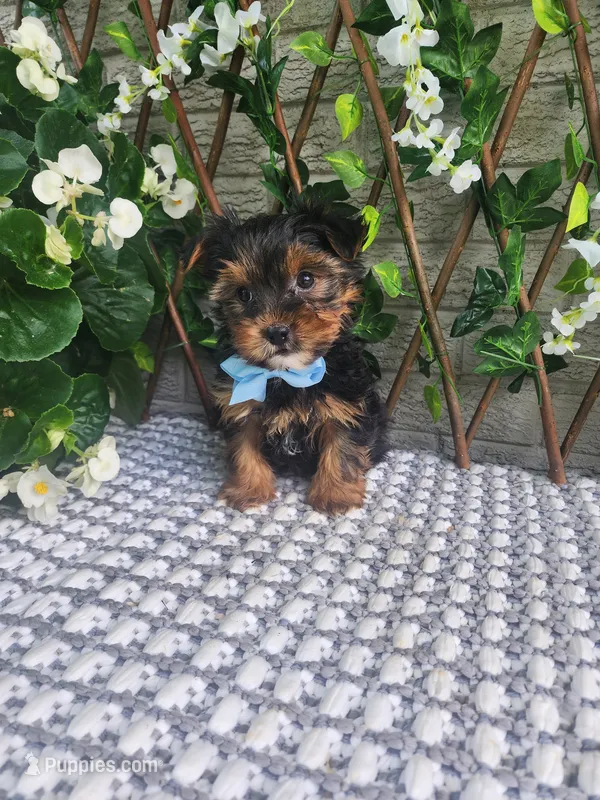 Neeko – Yorkshire Terrier, Morkie puppy for sale in Indianapolis, IN