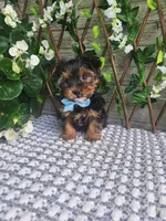 Neeko, a male Yorkshire Terrier and Morkie for sale in Indianapolis, IN – 1 of 10