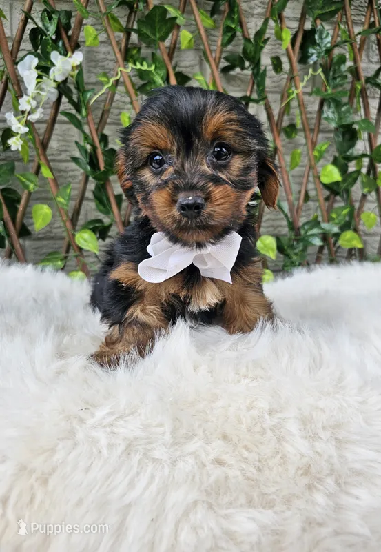 Bastian – Yorkshire Terrier puppy for sale in Indianapolis, IN
