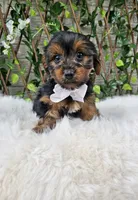 Bastian, a male Yorkshire Terrier for sale in Indianapolis, IN – 1 of 2