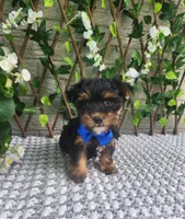 Theo, a male Yorkshire Terrier and Morkie for sale in Indianapolis, IN – 3 of 7
