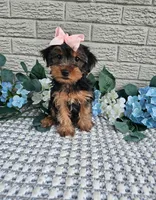 Piper , a female Yorkshire Terrier for sale in Indianapolis, IN – 5 of 5