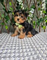 Tucker, a male Yorkshire Terrier for sale in Indianapolis, IN – 6 of 8