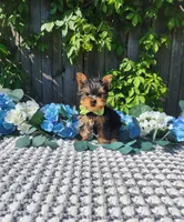 Teacup Zeeke, a male Yorkshire Terrier for sale in Indianapolis, IN – 8 of 8