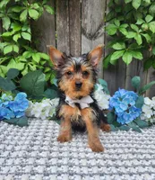 Peanut, a male Yorkshire Terrier for sale in Indianapolis, IN – 5 of 5