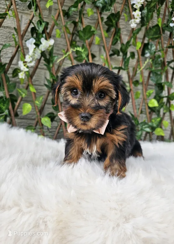 Baxter  – Yorkshire Terrier puppy for sale in Indianapolis, IN