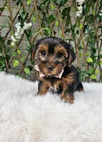 Baxter , a male Yorkshire Terrier for sale in Indianapolis, IN – 1 of 1