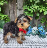 Tiny  Timmy, a male Yorkshire Terrier for sale in Indianapolis, IN – 2 of 9