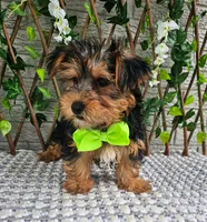 Bastian, a male Yorkshire Terrier for sale in Indianapolis, IN – 2 of 4